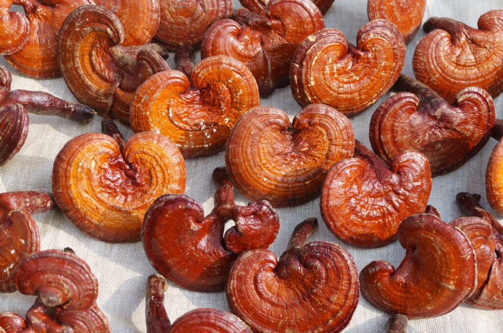 영지버섯 효능 – 수면·면역·항산화 과학적 근거 총정리