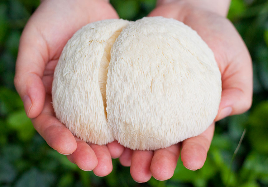 노루궁뎅이버섯 효능 – 뇌 건강·수면·기억력 과학적 분석